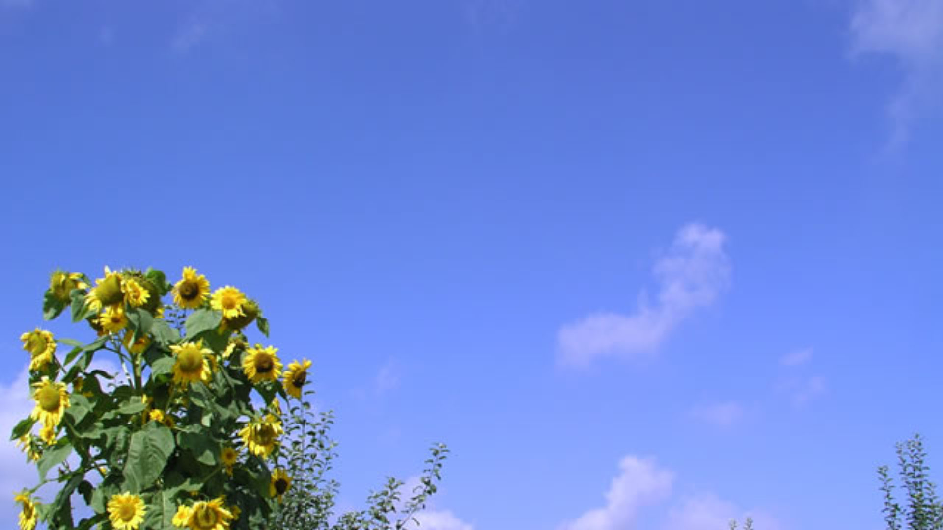 大成美術印刷株式会社